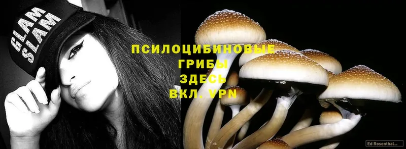 Галлюциногенные грибы Psilocybine cubensis  mega онион  Белинский 